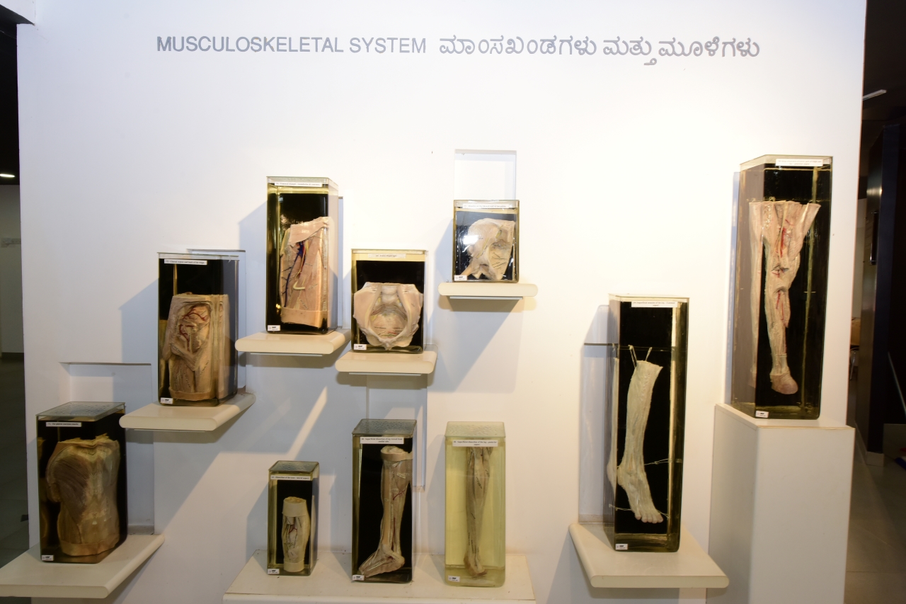 Manipal Museum of Anatomy and Pathology - Manipal Academy of Higher ...